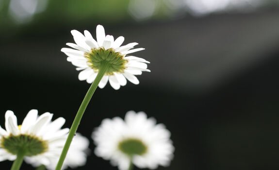 Picture of daisies