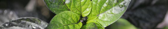 Picture of leaves